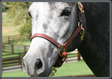 Silver Dream (Baxter)