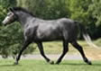 Silver Dream (Baxter)