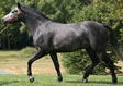 Silver Dream (Baxter)