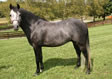 Silver Dream (Baxter)