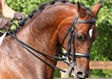 Kenmare (Teddy)