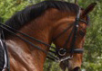 Ungaro - picture 2