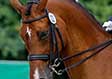 Born 1998

Belgian Warm Blood, Bay
Reserve Champion East Coast Riders Cup Prix St. George 2011
Small Tour Level
Ungaro is a beautiful, proud Belgium warmblood. He is 16 hands high but appears much larger because of his body build. He is nicely forward, sensitive and powerful. He has taken me from third level all the way to Intermediate 1. He has competed extensively at the PSG level with scores up to 65%. He is super safe, not spooky and perfect in the ring. He is a great amateur horse.
Terri Miller Photography and Susan J. Stickle.